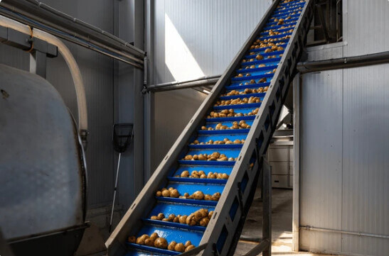 Potatoes on belt conveyor 1